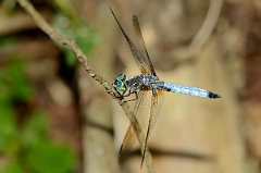 David Plant Photography - Wildlife Photography - Blue dasher - A