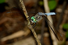 David Plant Photography - Wildlife Photography - Blue dasher - B