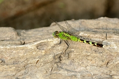 David Plant Photography - Wildlife Photography - Eastern pondhawk - A