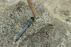 David Plant Photography - Wildlife Photography - Eastern pondhawk - B