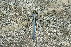 David Plant Photography - Wildlife Photography - Eastern pondhawk - C