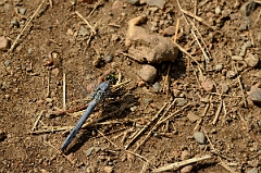 David Plant Photography - Wildlife Photography - Eastern pondhawk - D