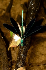 David Plant Photography - Wildlife Photography - Ebony jewelwing - A