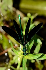 David Plant Photography - Wildlife Photography - Ebony jewelwing - B