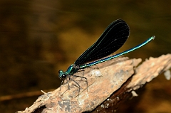 David Plant Photography - Wildlife Photography - Ebony jewelwing - C