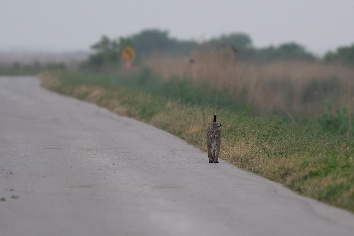 DPPhotography - Texas - Bobcat - A.jpg - Bobcat - Anahuac NWR, Texas