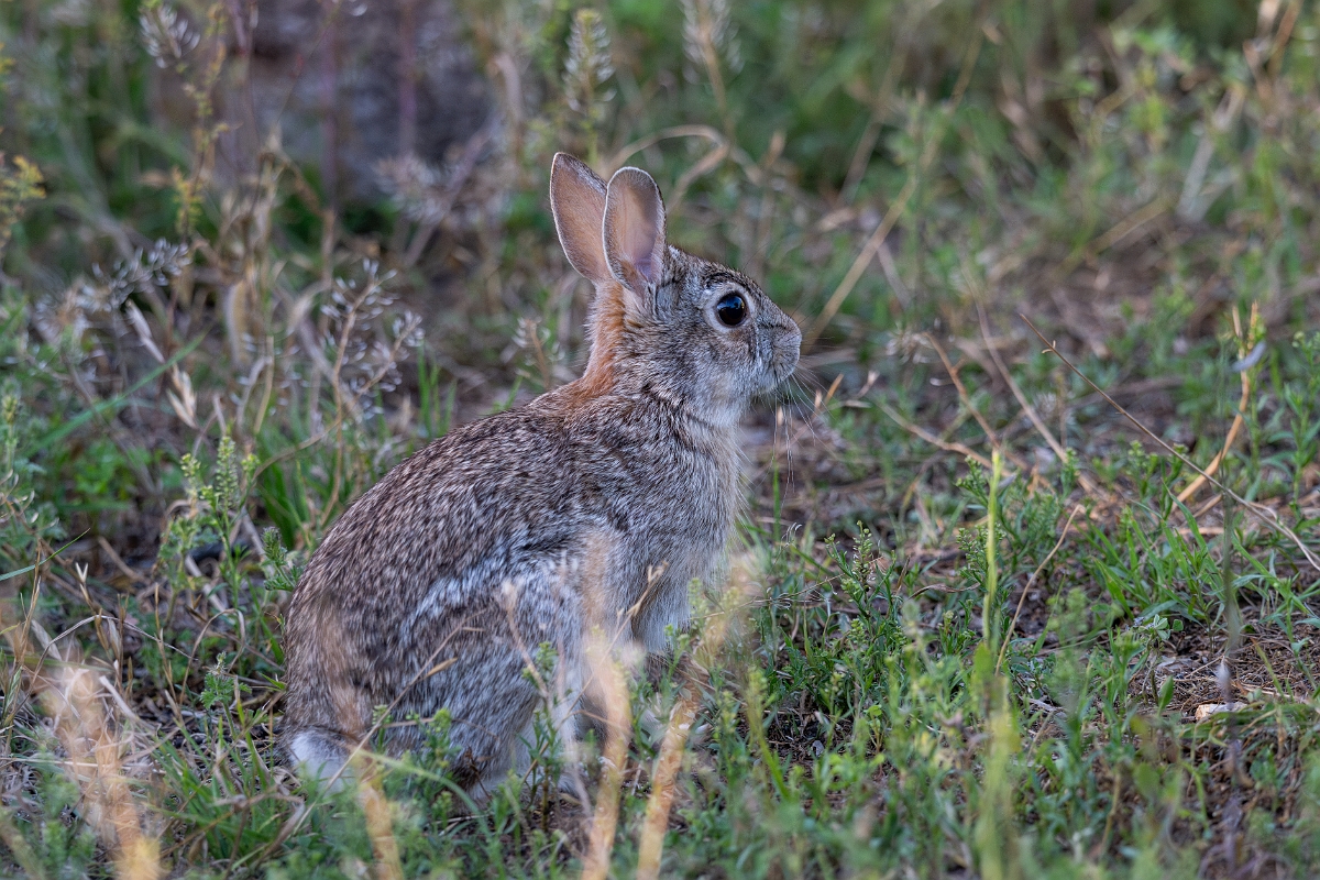 DPPhotography - Texas - Eastern cottontail - B.jpg - Eastern cottontail - Ink Lake State Park, Texas