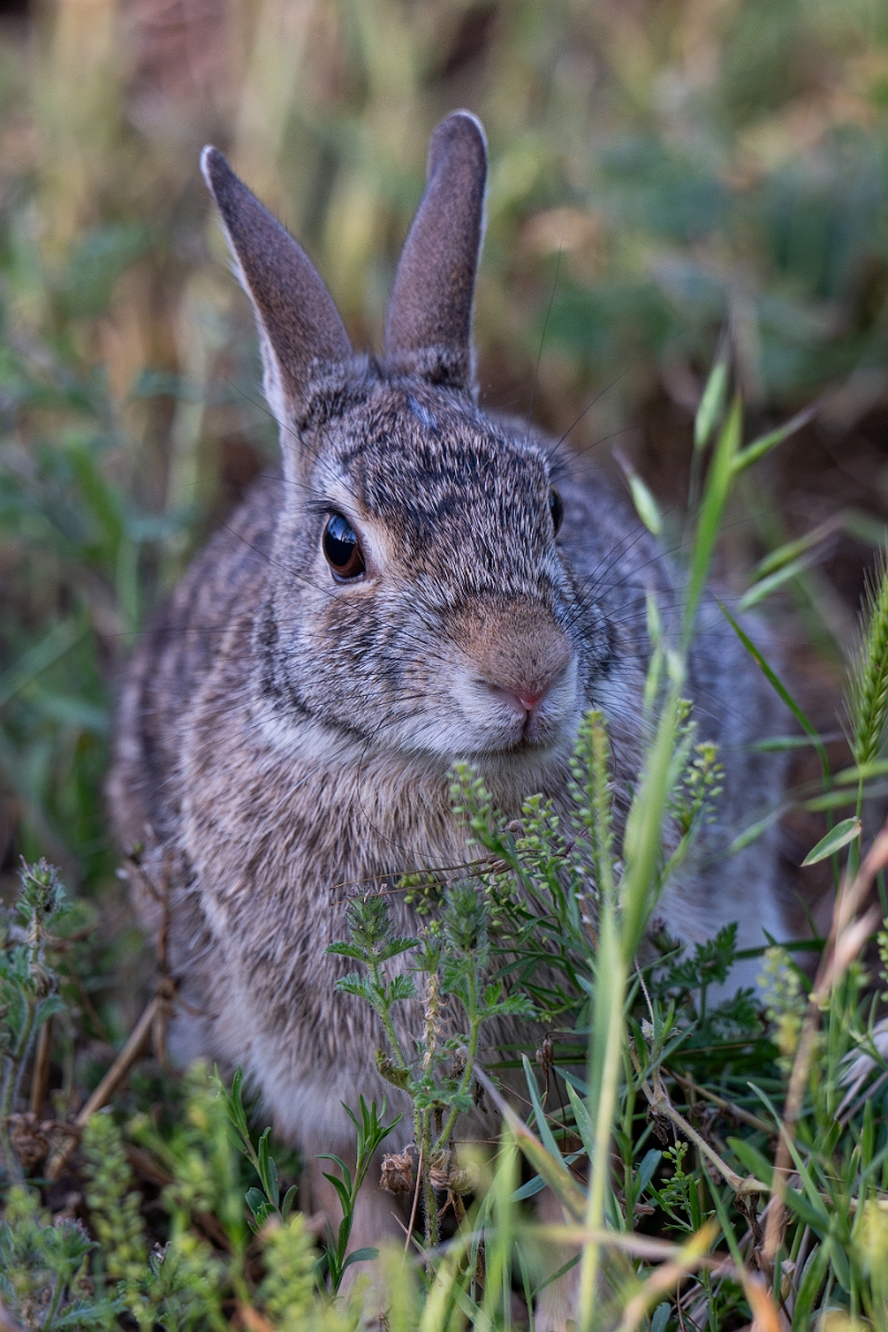DPPhotography - Texas - Eastern cottontail - D.jpg - Eastern cottontail - Ink Lake State Park, Texas