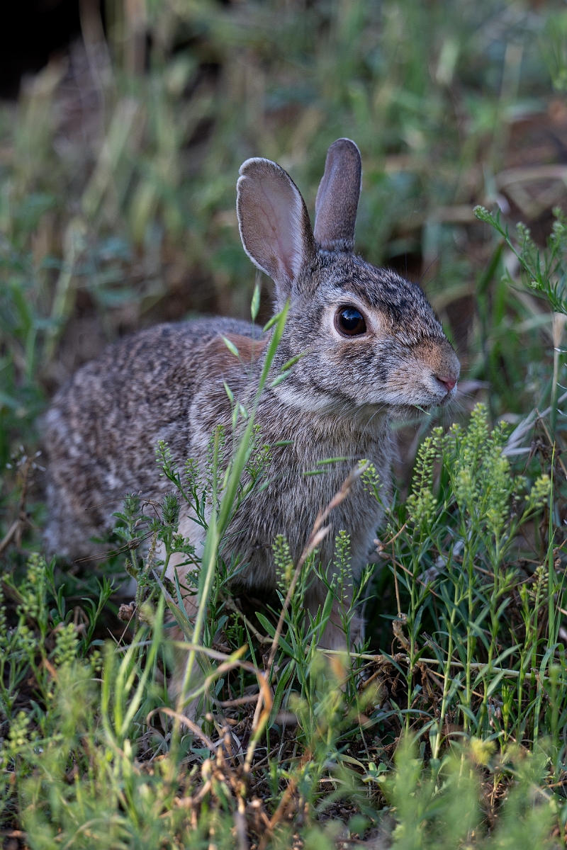 DPPhotography - Texas - Eastern cottontail - E.jpg - Eastern cottontail - Ink Lake State Park, Texas