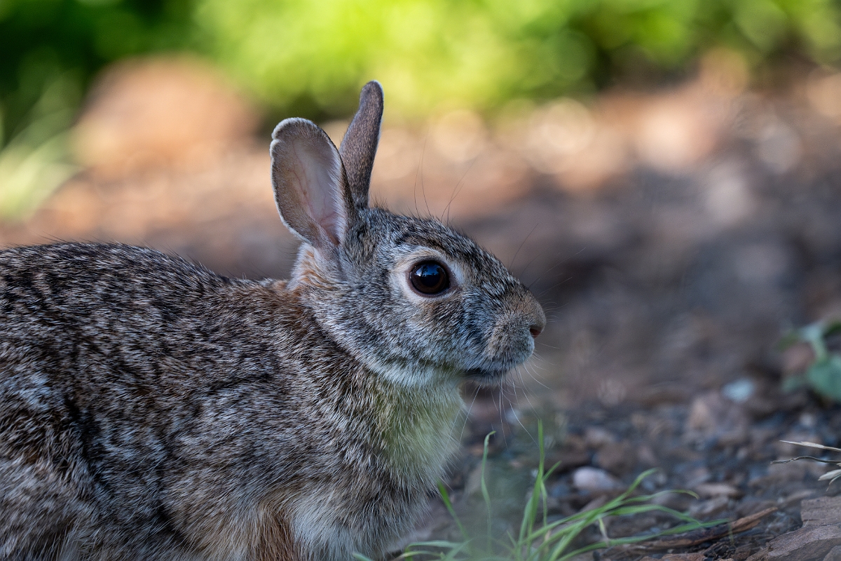 DPPhotography - Texas - Eastern cottontail - F.jpg - Eastern cottontail - Ink Lake State Park, Texas