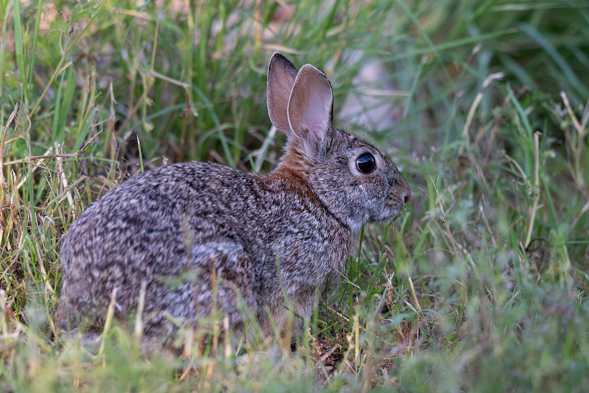 DPPhotography - Texas - Eastern cottontail - G.jpg - Eastern cottontail - Ink Lake State Park, Texas