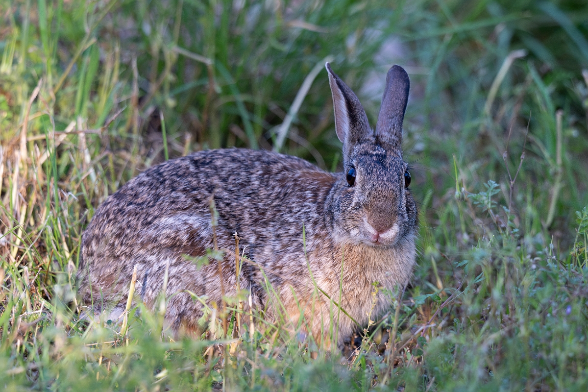 DPPhotography - Texas - Eastern cottontail - H.jpg - Eastern cottontail - Ink Lake State Park, Texas