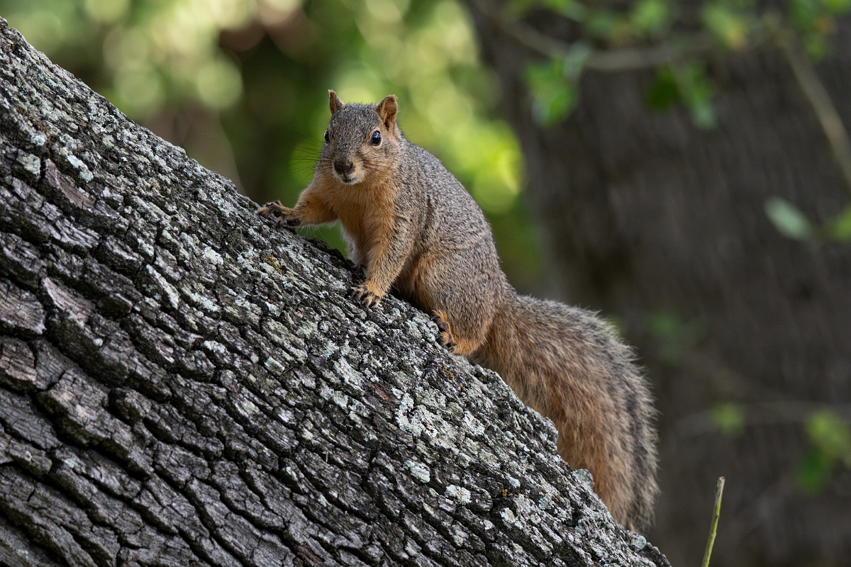 DPPhotography - Texas - Fox squirrel - C.jpg - Fox squirrel - Goose Island, Texas
