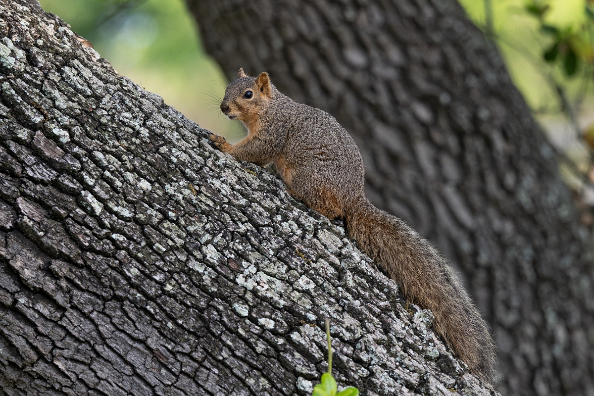 DPPhotography - Texas - Fox squirrel - D.jpg - Fox squirrel - Goose Island, Texas
