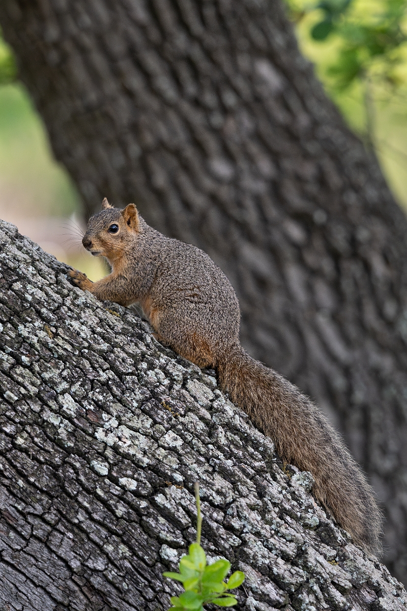DPPhotography - Texas - Fox squirrel - E.jpg - Fox squirrel - Goose Island, Texas
