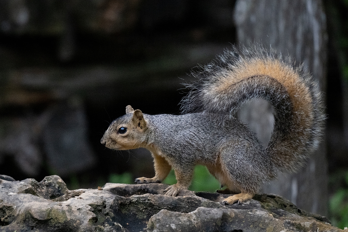 DPPhotography - Texas - Fox squirrel - F.jpg - Fox squirrel - Pedernales Falls State Park, Texas