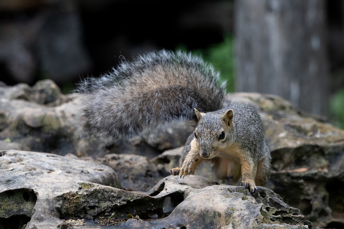DPPhotography - Texas - Fox squirrel - G.jpg - Fox squirrel - Pedernales Falls State Park, Texas