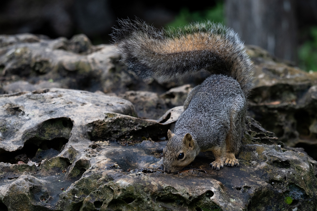 DPPhotography - Texas - Fox squirrel - H.jpg - Fox squirrel - Pedernales Falls State Park, Texas