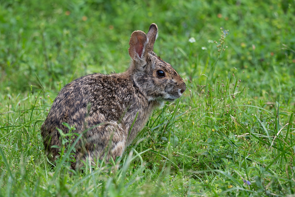 DPPhotography - Texas - Swamp rabbit - B.jpg - Swamp rabbit - Scout Woods, High Island, Texas