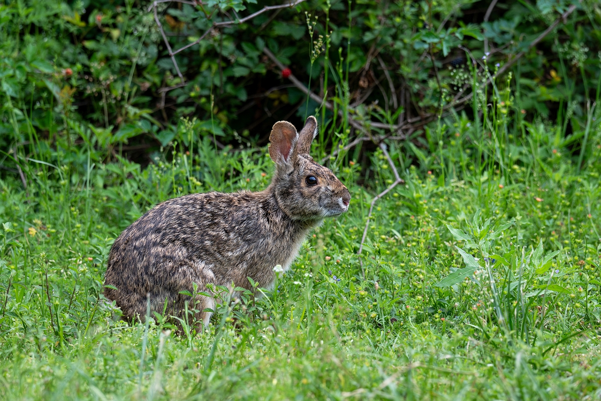 DPPhotography - Texas - Swamp rabbit - C.jpg - Swamp rabbit - Scout Woods, High Island, Texas
