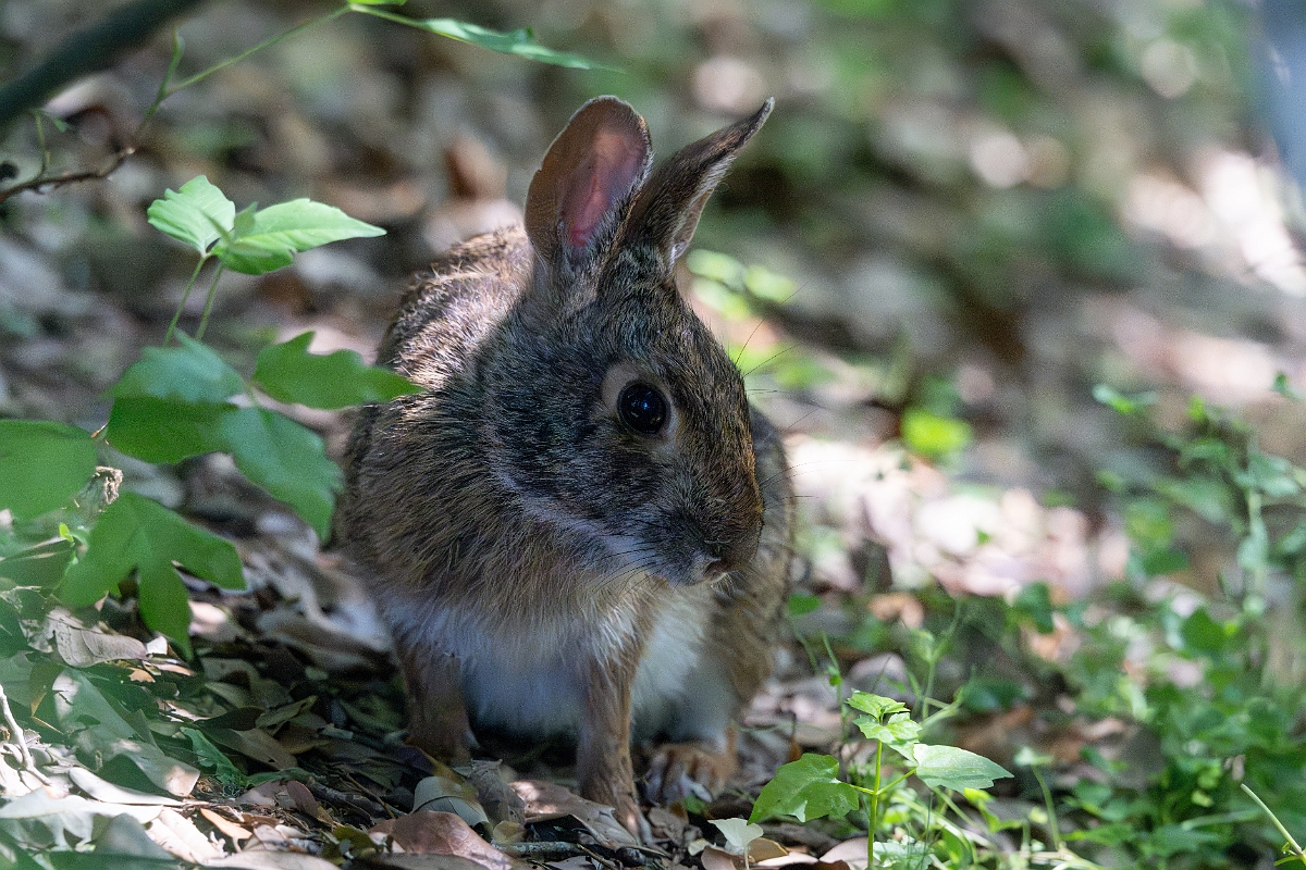 DPPhotography - Texas - Swamp rabbit - D.jpg - Swamp rabbit - Smith Oaks, High Island, Texas
