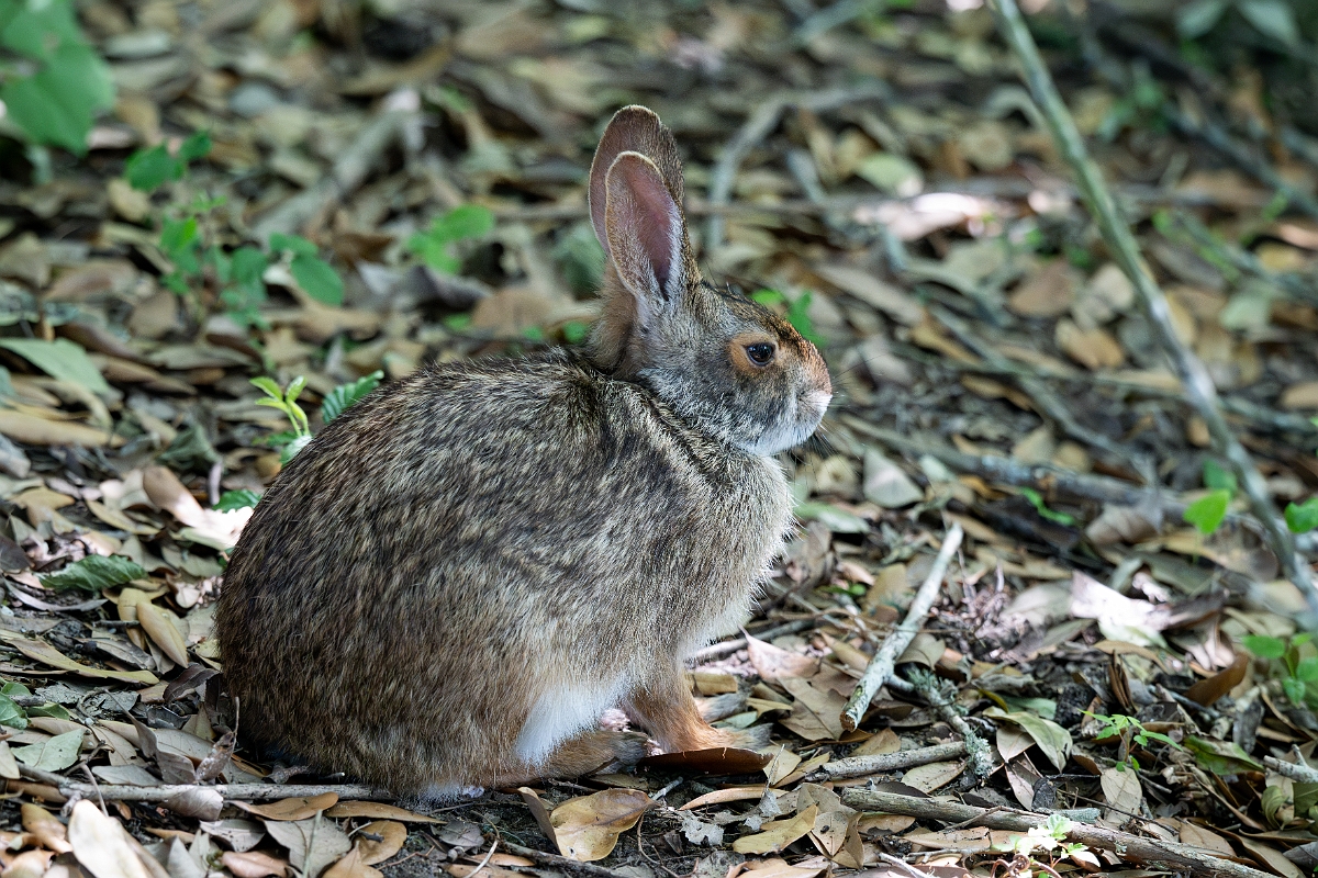 DPPhotography - Texas - Swamp rabbit - E.jpg - Swamp rabbit - Smith Oaks, High Island, Texas