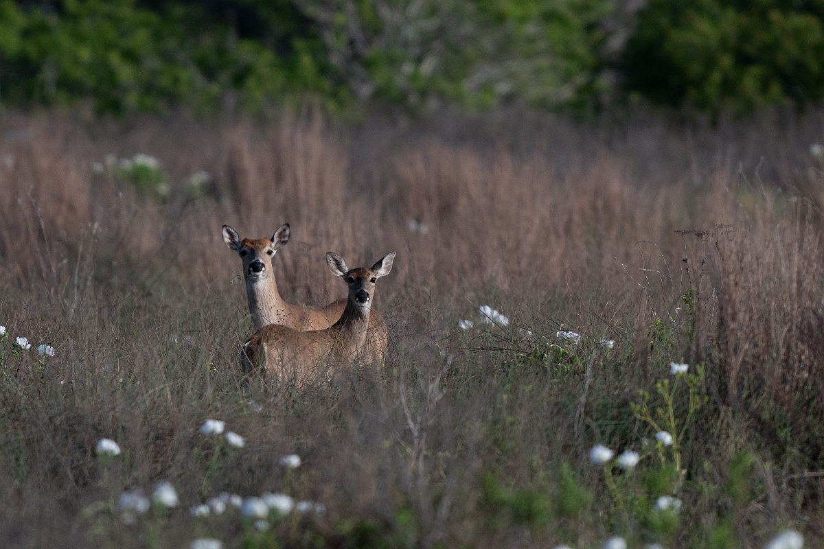 DPPhotography - Texas - White-tailed deer - A.jpg - White-tailed deer - Goose Island, Texas