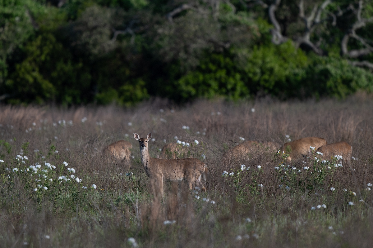 DPPhotography - Texas - White-tailed deer - B.jpg - White-tailed deer - Goose Island, Texas