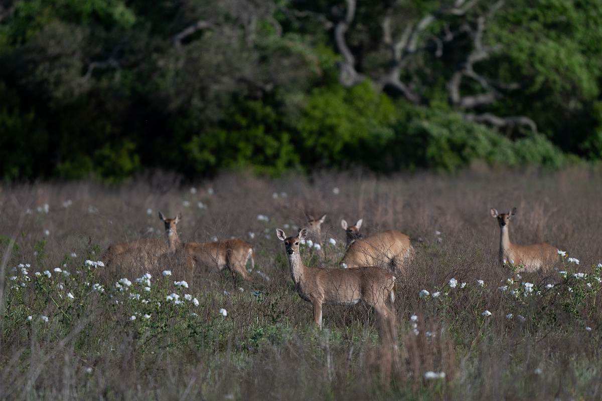 DPPhotography - Texas - White-tailed deer - C.jpg - White-tailed deer - Goose Island, Texas