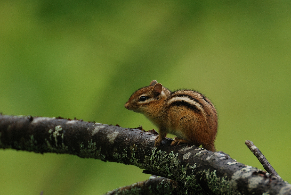David Plant Photography - Wildlife Photographer - Chipmunk - B.jpg - Chipmunk - White Mountain National Forest, ME