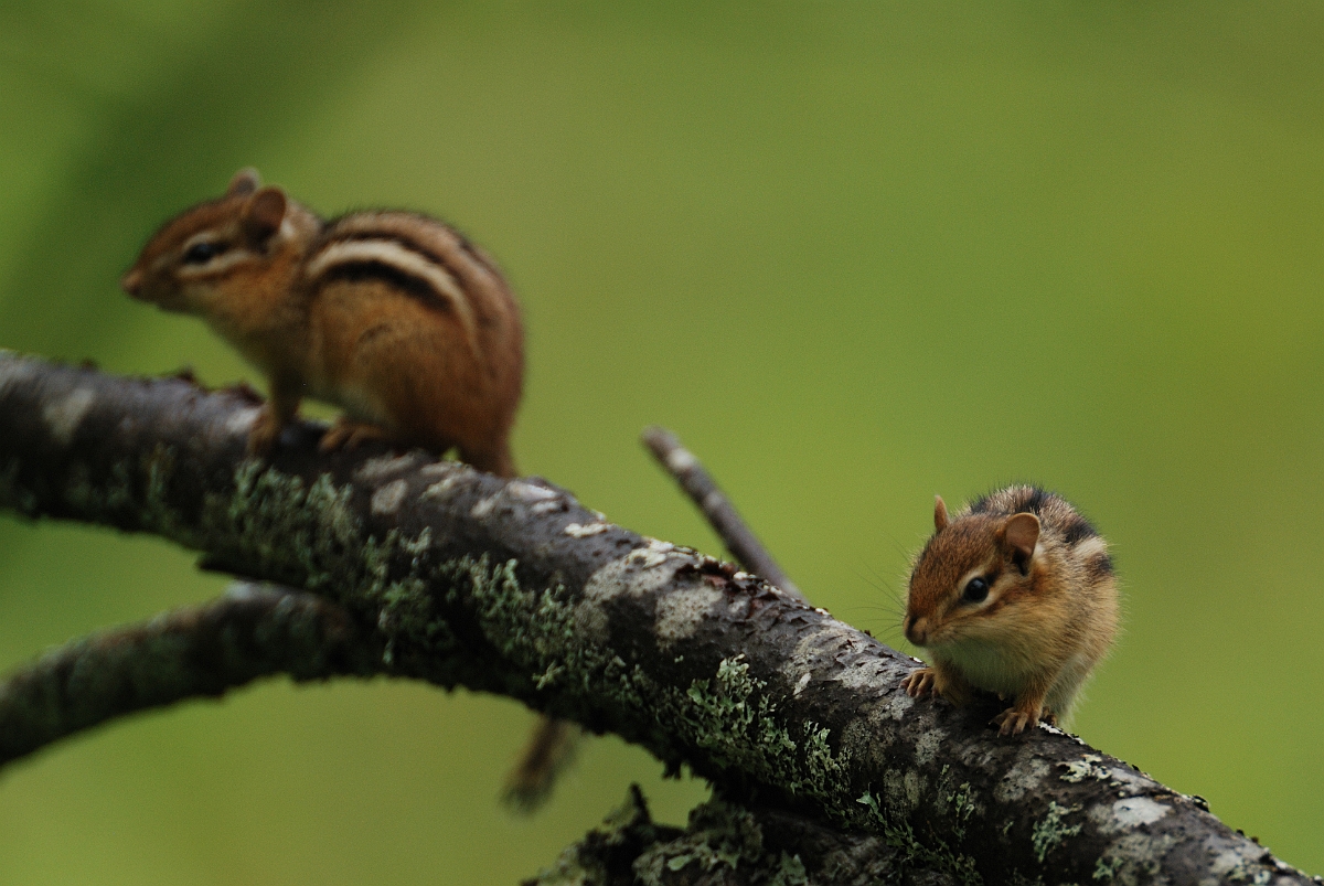 David Plant Photography - Wildlife Photographer - Chipmunk - C.jpg - Chipmunks - White Mountain National Forest, ME