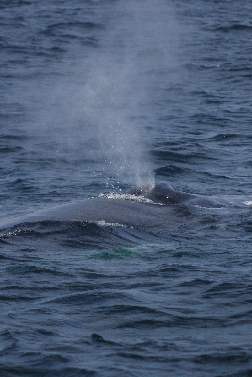 David Plant Photography - Wildlife Photographer - Humpback whale - A.jpg - Humpback whale with exhalation spout- Stellwagen Bank, MA