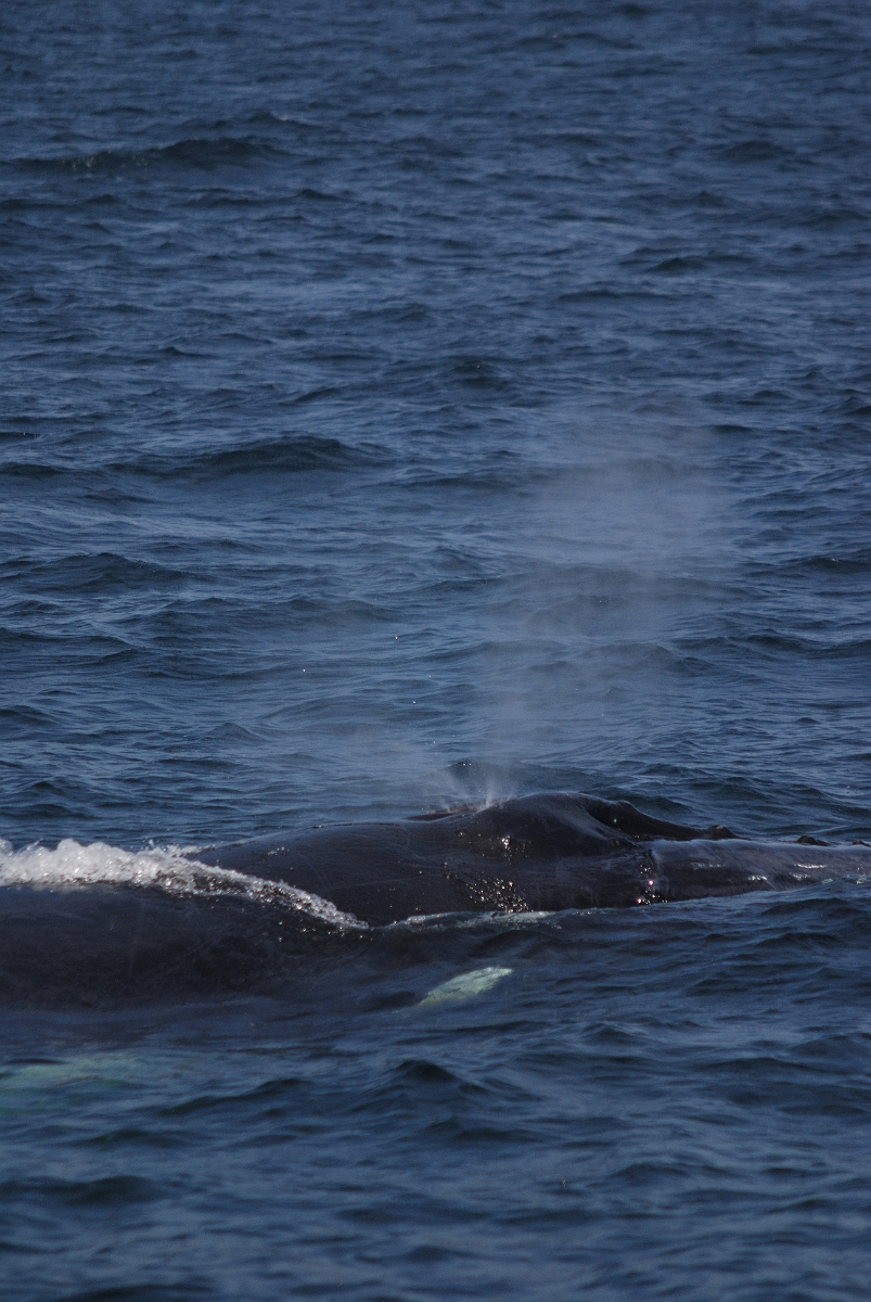 David Plant Photography - Wildlife Photographer - Humpback whale - B.jpg - Humpback whale with exhalation spout- Stellwagen Bank, MA