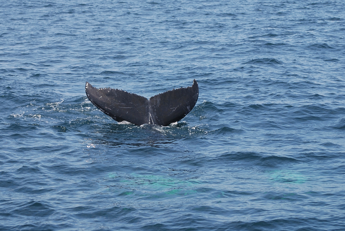 David Plant Photography - Wildlife Photographer - Humpback whale - D.jpg - Humpback whale tail- Stellwagen Bank, MA