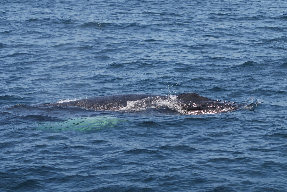 David Plant Photography - Wildlife Photographer - Humpback whale - E.jpg - Humpback whale - Stellwagen Bank, MA