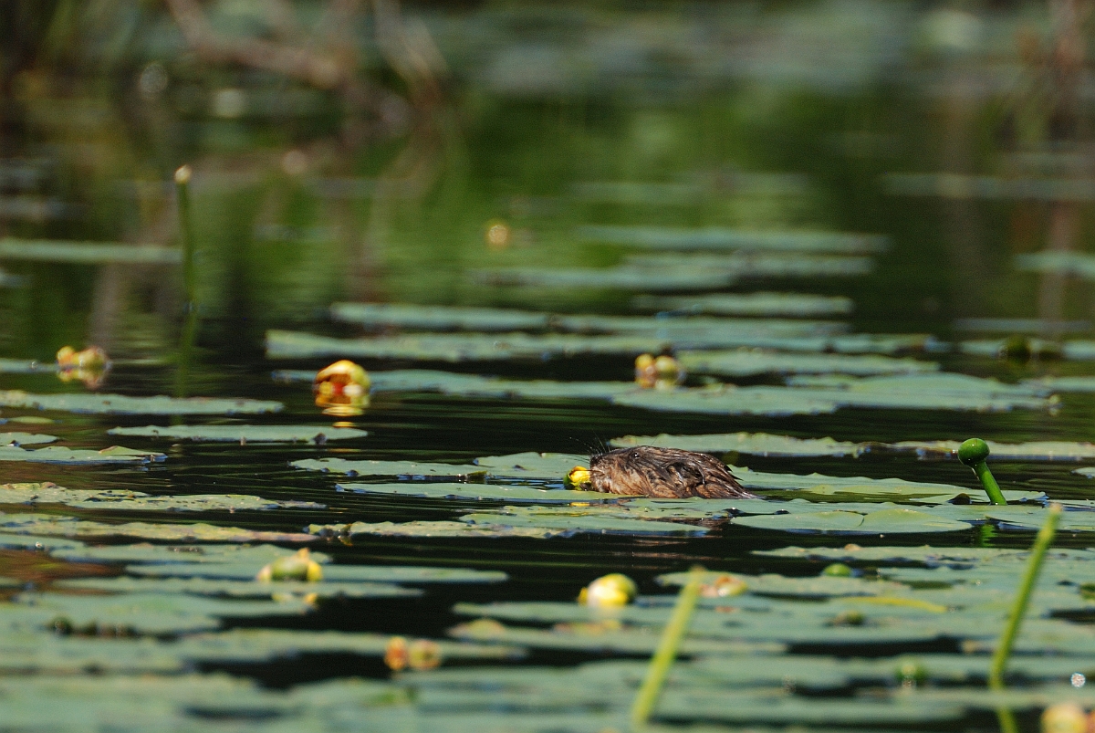 David Plant Photography - Wildlife Photographer - Muskrat - A.jpg - Muskrat eating waterlily - Brownfield Bog, ME