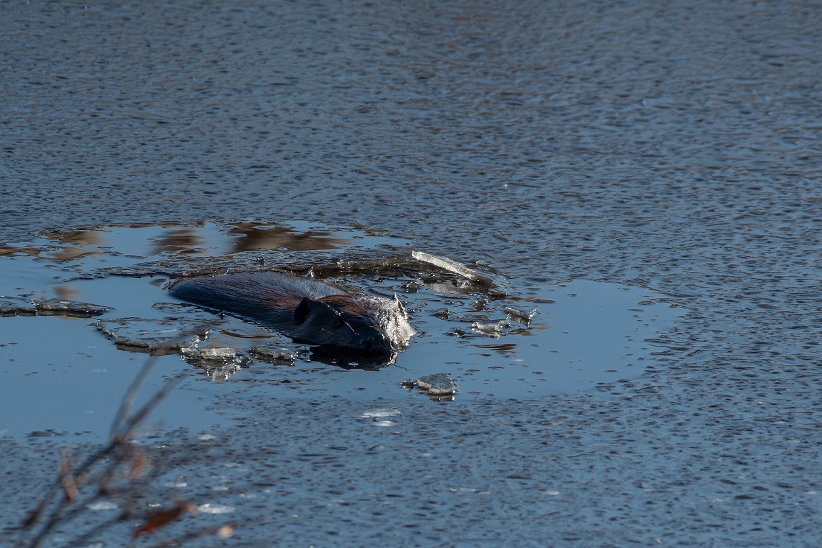 David Plant Photography - Wildlife Photographer - North American beaver - A.jpg - North American beaver - Plum Island, MA