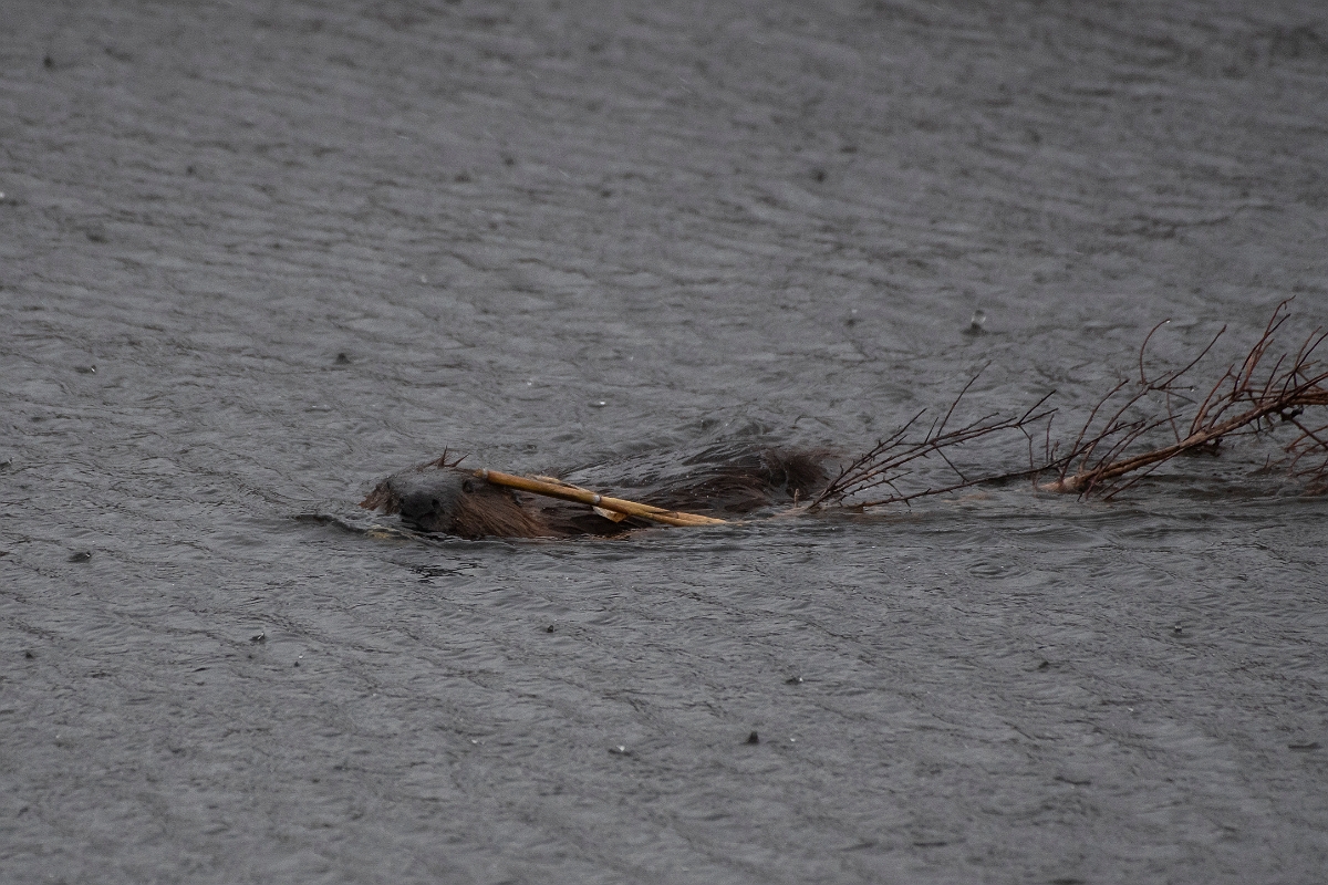 David Plant Photography - Wildlife Photographer - North American beaver - B.jpg - North American beaver - Plum Island, MA