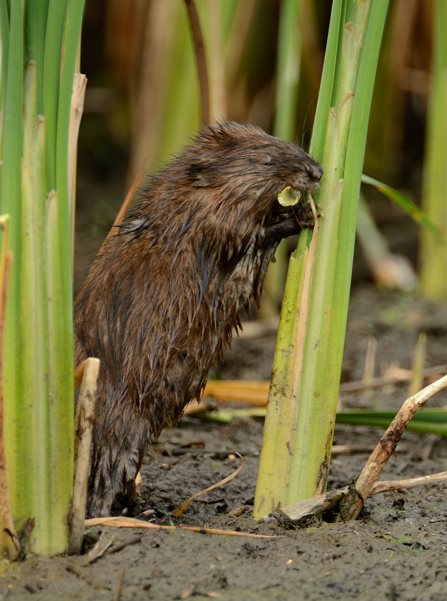 David Plant Photography - Wildlife Photography - Muskrat - C.jpg - Muskrat chewing cattail - Plum Island, MA