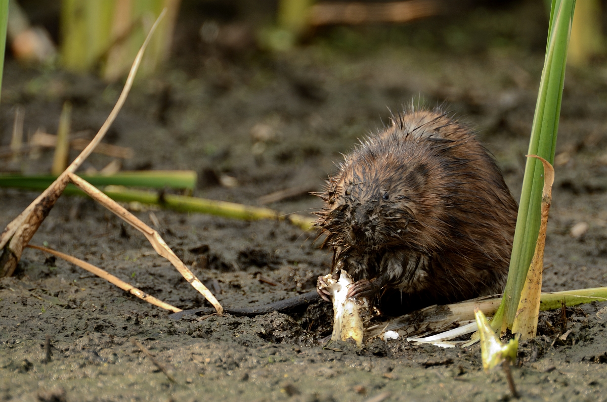 David Plant Photography - Wildlife Photography - Muskrat - D.jpg - Muskrat eating cattail - Plum Island, MA