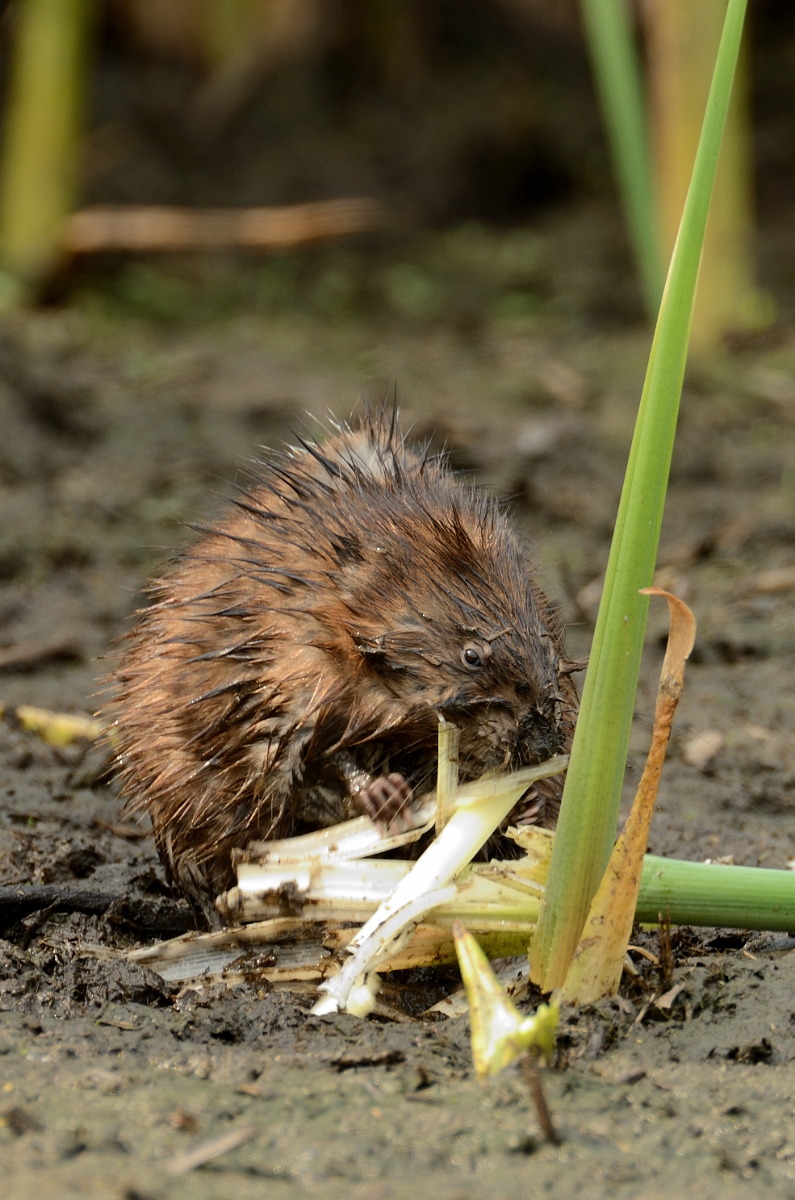 David Plant Photography - Wildlife Photography - Muskrat - E.jpg - Muskrat eating cattail - Plum Island, MA