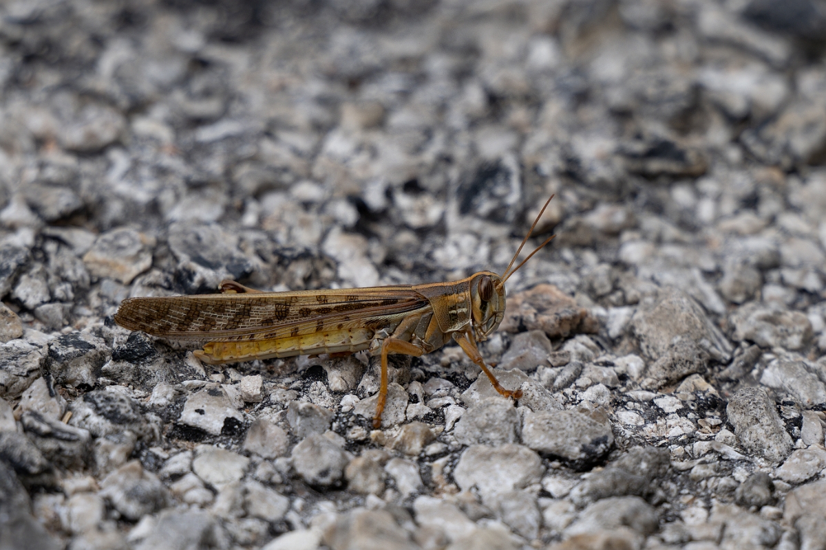 DPPhotography - Texas - American bird grasshopper, Schistocerca americana - A.jpg - American bird grasshopper, Schistocerca americana -  Alum Creek, Texas
