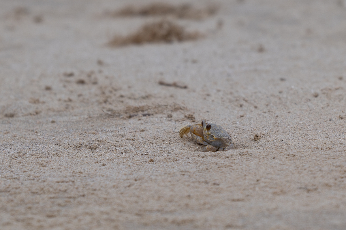 DPPhotography - Texas - Atlantic ghost crab, Ocypode quadrata - A.jpg - Atlantic ghost crab, Ocypode quadrata - Bolivar Flats, Bolivar Peninsula, Texas
