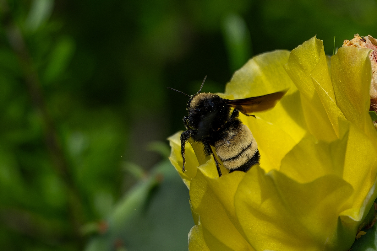 DPPhotography - Texas - Black-and-gold bumblebee, Bombus auricomus - A.jpg - Black-and-gold bumblebee, Bombus auricomus - Aransas NWR, Texas
