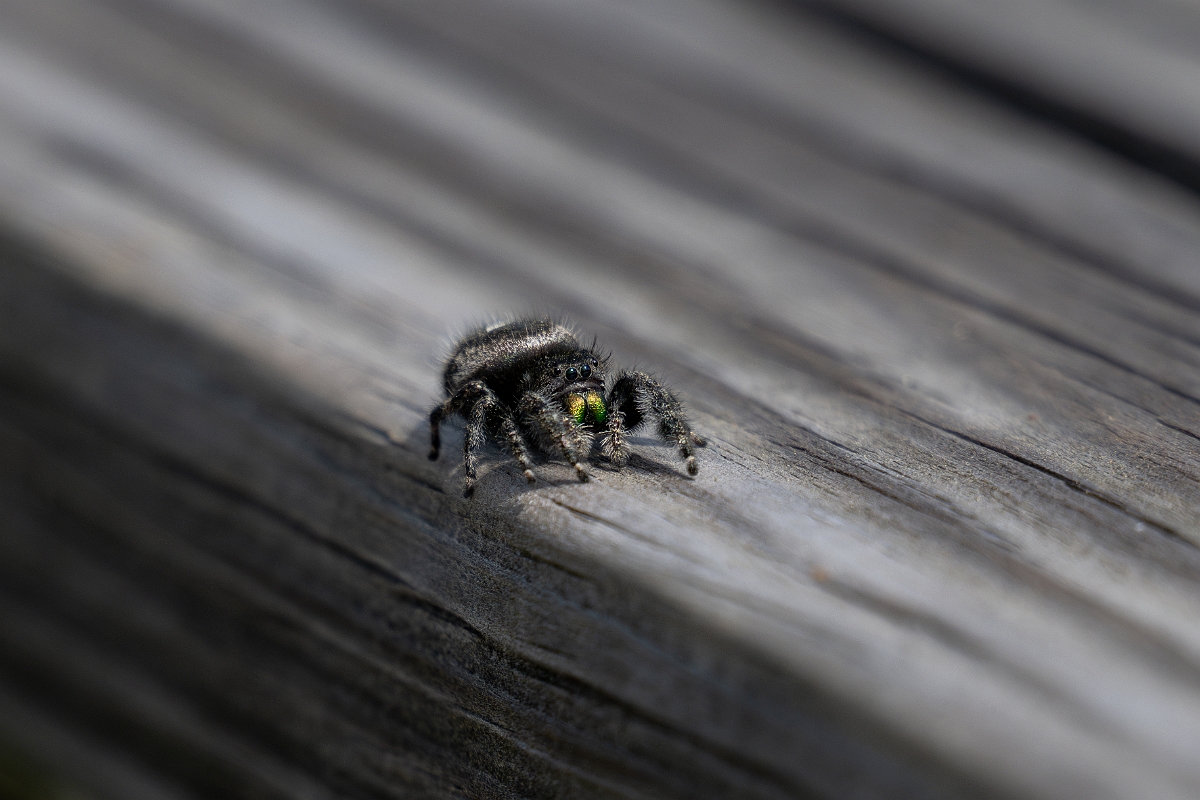DPPhotography - Texas - Bold jumping spider, Phidippus audax - A.jpg - Bold jumping spider, Phidippus audax - Aransas NWR, Texas