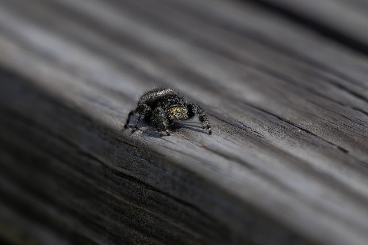 DPPhotography - Texas - Bold jumping spider, Phidippus audax - B.jpg - Bold jumping spider, Phidippus audax - Aransas NWR, Texas