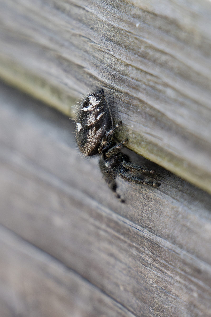DPPhotography - Texas - Bold jumping spider, Phidippus audax - C.jpg - Bold jumping spider, Phidippus audax - Aransas NWR, Texas
