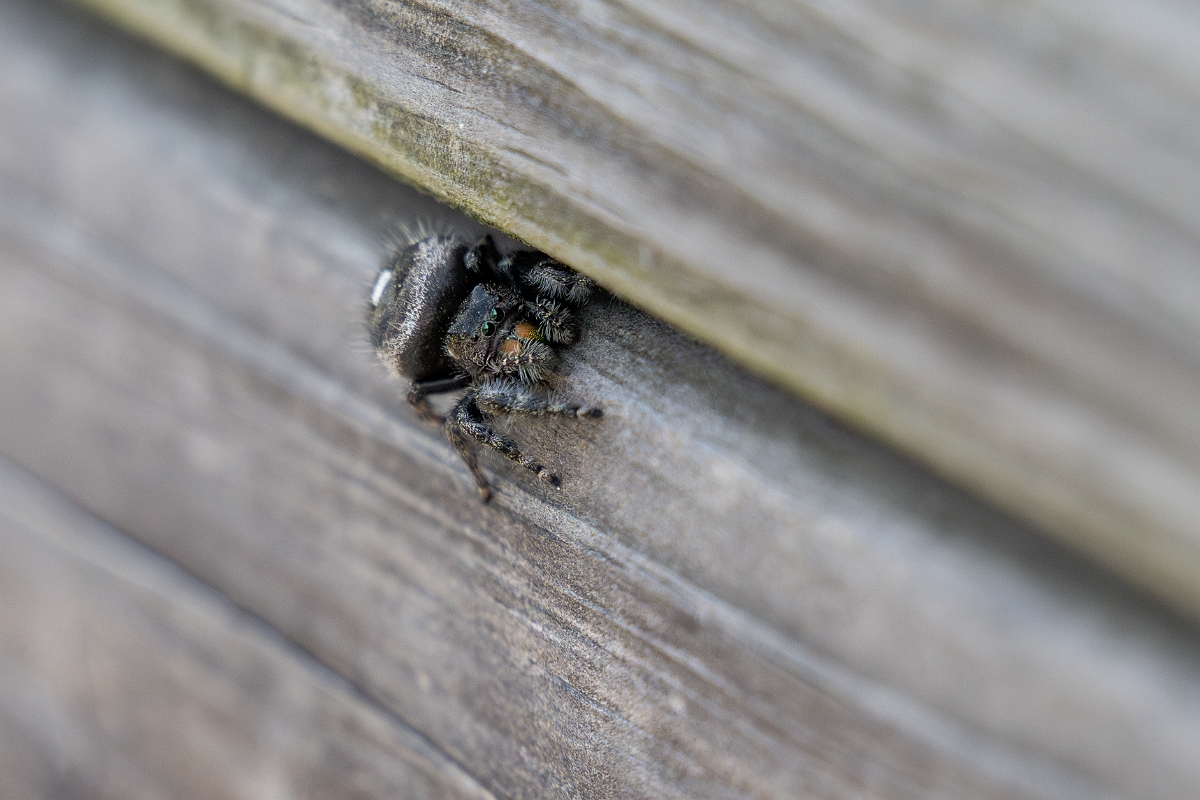 DPPhotography - Texas - Bold jumping spider, Phidippus audax - D.jpg - Bold jumping spider, Phidippus audax - Aransas NWR, Texas
