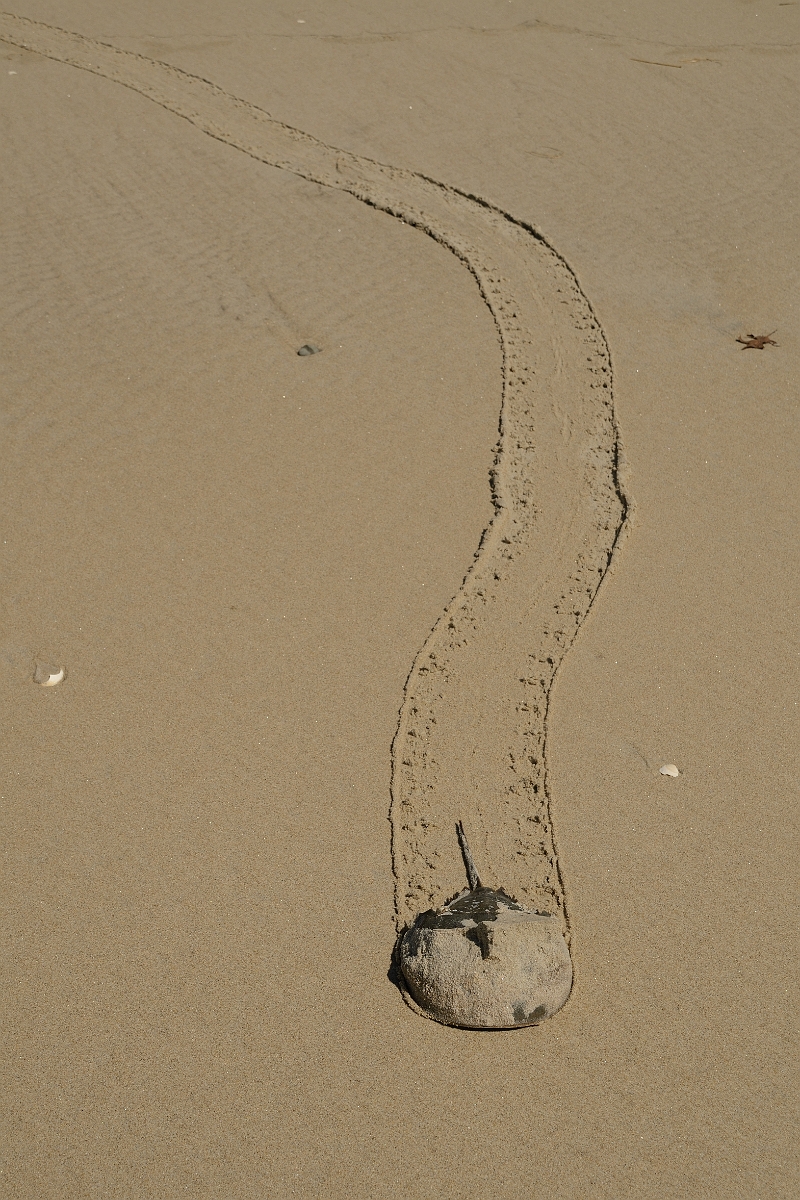 David Plant Photography - Wildlife Photography - Atlantic horseshoe crab, Limulus polyphemus - A.jpg - Atlantic horseshoe crab, Limulus polyphemus - Sand Point State Park, MA