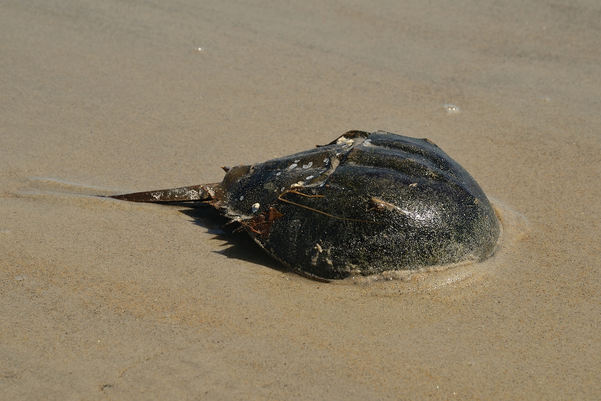 David Plant Photography - Wildlife Photography - Atlantic horseshoe crab, Limulus polyphemus - C.jpg - Atlantic horseshoe crab, Limulus polyphemus - Sand Point State Park, MA